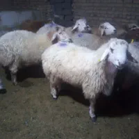میش کاور شیشک