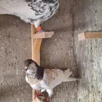 شهری گل زرد