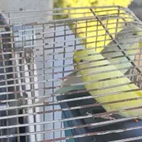 یک جفت مرغ عشق