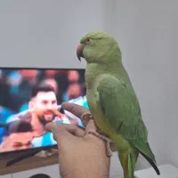 طوطی ملنگو