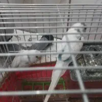 مرغ عشق