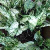 گل اپارتمانی