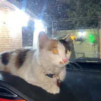 گربه پیدا شده