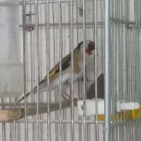 سهره جوجه قفس زنجان و جادونی برنجی