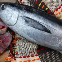 ماهی هوور  درجه یک