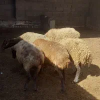میش داشتی بی بره