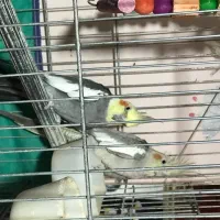 2500جفت|پرنده|علی‌آباد کتول, |دیوار