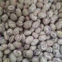 لوبیای تلاش چیتی