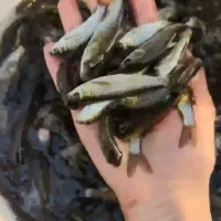 خوراک ماهی و ماهی پرورشی