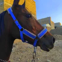 مادیان عرب درهشور آبستن