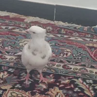 فروش کبوتر