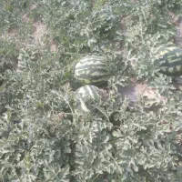 باسلام هندوانه شیرین درجه یک بدون سم