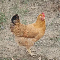 مرغ و خروس گلپایگانی