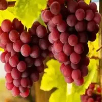 باغبانی،هرس،پیوند،سمپاشی،کاشت چمن وگل هرس انگور