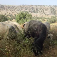 فروش گوسفند داشتی
