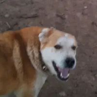 سگ نر گمشده