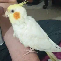 عروس لوتینو ماده ۱ ساله