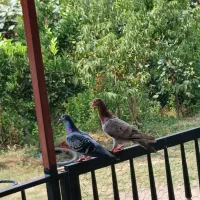 کبوتردوبر سرور نر مست مسته قزوینی