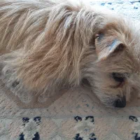 سگ محدوده کروندی