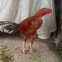 خروس‌لاری‌افغان‌اصل