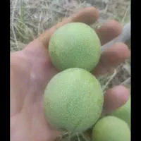 گردو تازه وبادام تازه باپوست وکاغذی مغز پر اعلا