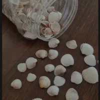 گوشماهی و صدف تزیینی