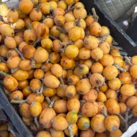 ازگیل ارگانیک خانگی