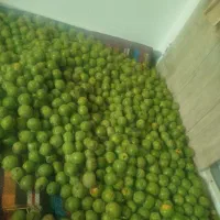 گردو