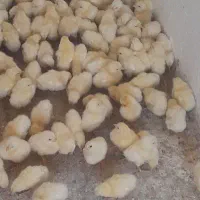 جوجه ۱ روزه