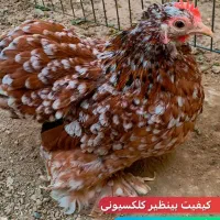 مرغ خروس / کوشین بنتام / جفت / تخم نطفه‌دار