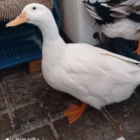 دوعدد اوردک