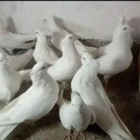 کفتر اراکی