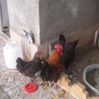 چهارعدد مرغ خروس
