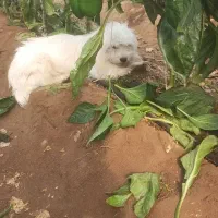پاکوتا|سگ|عجب شیر, |دیوار