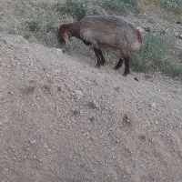 قوچ ۲ ساله