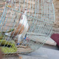 کبوتر رنگی و تکپر عتیقه