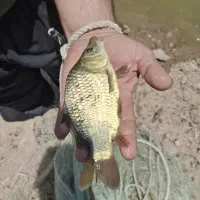 فروش مستقیم ماهی کپورر و تیلاپیلا غزل