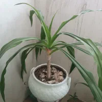گل ذرتی زیبا