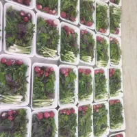 واگذاری کارگاه سبزی