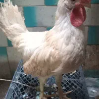 خروس ۳ ماهه ۶۰۰ تومان