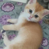 گربه در بوشهر