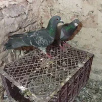 کبوتر|پرنده|فرح دشت, |دیوار