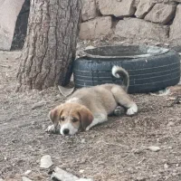 توله پاکوتاه ماده