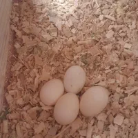 تخم نطفه دار عروس هلندی