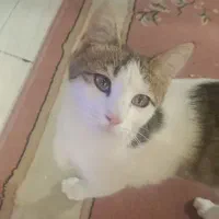 گربه ۶ماهه خانگی