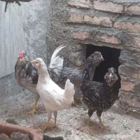 لاری گلین برهما گرید ۱