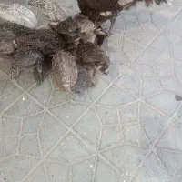 بوقلمون