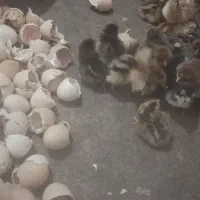 تولید جوجه ۱روزه تا ۱۰ روزه