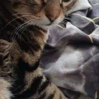 واگذاری گربه اسکاتیش