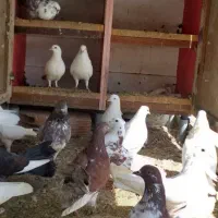 کبوتر